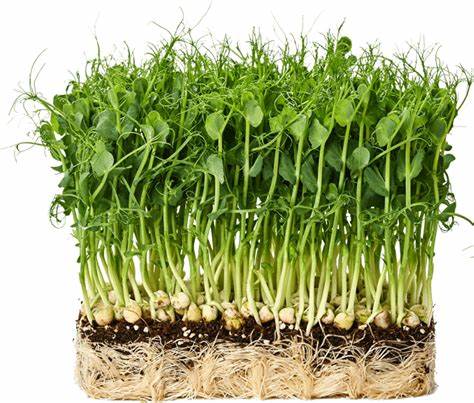 Pea Shoots Microgreens