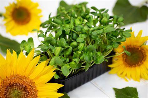 Sunflower Microgreens